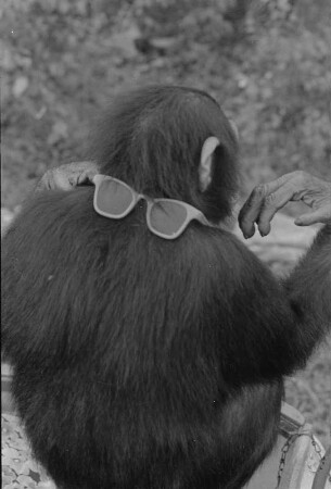 Schimpanse der Dresseurin Ursula Prey (vielleicht vom Circus Aeros) mit Sonnenbrille im Freien