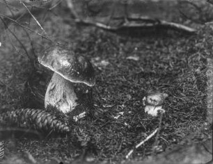 Steinpilz : Steinpilz (Boletus Linnaeus).