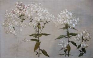 Blumenbild mit Phlox