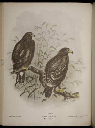 Aquila pomarina.