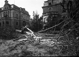 Freiburg: Gefällter Baum versperrt Goethestraße