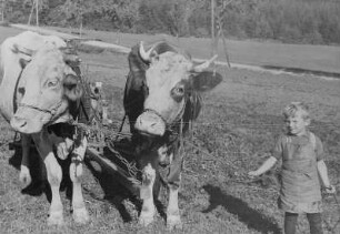 Kind eines Kleinbauern neben einem Ochsengespann während der Arbeit auf dem Feld : Kind eines Kleinbauern neben einem Ochsengespann während der Arbeit auf dem Feld