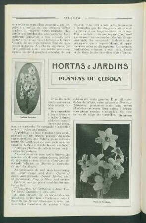 Hortas e jardins : Plantas de cebola