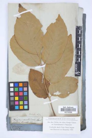 Fraxinus caroliniana latifolia