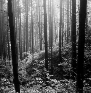 'Schanze' oder auch 'Auf der Schanze'; Eschwege, Bilstein, Schnepfenburg, Rattental, Hohe Schanze, Eichküppel