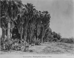 Mexikanische Washingtonpalmen : Eine Reihe mexikanischer Washingtonpalmen