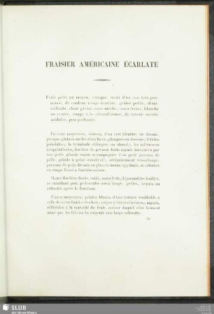 Fraisier Américaine Écarlate