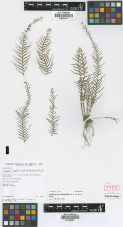Lellingeria subsessilis (Baker) A.R.Sm. & R.C.Moran