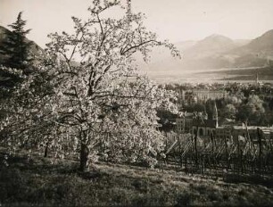 Meran. Südtirol. Italien. Blick von einer Anhöhe mit einem blühenden Kirschbaum auf die Stadt im Etschtal