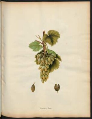 39. Cornichon blanc