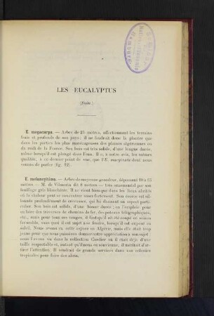 Les Eucalyptus.
