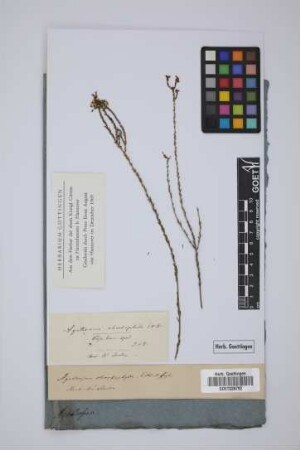 Agathosma chortophila Eckl. & Zeyh.
