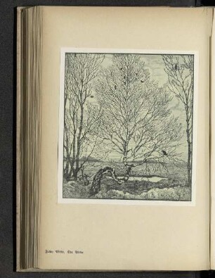 Frido Witte, Die Birke