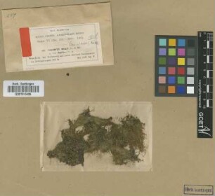Philonotis mollis (Dozy & Molk.) Mitt. var. flagellaris M.Fleisch.[syntype]
