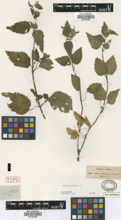 Lamium maculatum L. var. Griseb. echinatum[type]