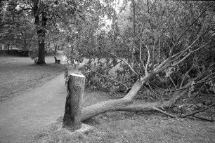 Zerstörung eines Ahornbaums in den Albanlagen zwischen Weiherfeld und Dammerstock