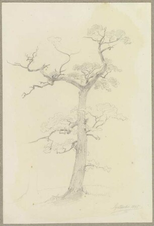 Ein großenteils abgestorbener Baum