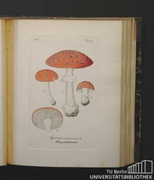 Fungi. Agaricus muscarius Fr. Fliegenschwamm.