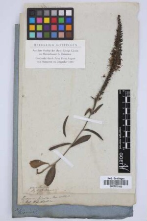 Veronica spicata Roem. et Schult.
