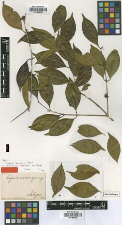 Eugenia macrocarpa Schltdl. & Cham. [type]