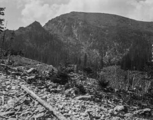 Gerodeter Berghang : Blick auf einen gerodeten Wald an einem Berghang