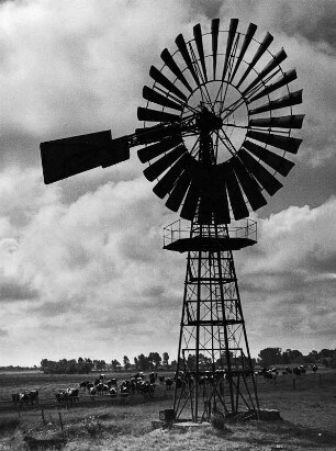 Rambin. Kühe im Verlandungsgebiet mit Pumpstation (Windturbine)
