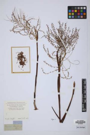 Chamaedorea elegans Mart.