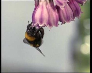 Inroad into Flowers by the Bumblebee (Bombus terrestris)