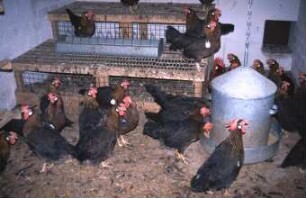 Fotografie: Tierproduktionsverfahren, Stallsystem, Legehenne