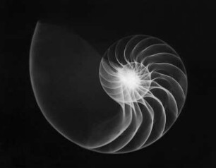 Nautilus pompilius (Gemeines Perlboot), Röntgenaufnahme