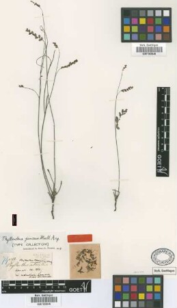 Phyllanthus junceus Müll.Arg. [type]