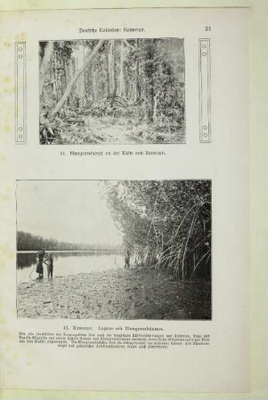 41. Mangrovesumpf an der Küste von Kamerun