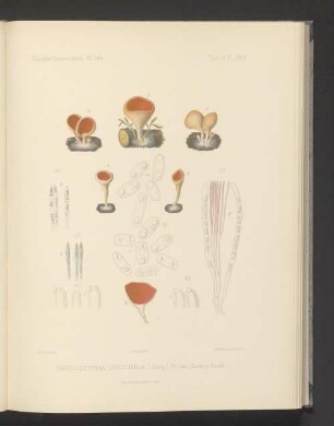 Sarcoscypha Coccinea