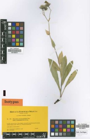 Hieracium scorzonerifolium Vill. subsp. nudissimum Gottschl.[isotype]
