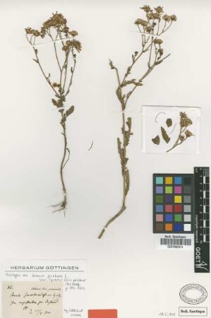 Senecio jacobaea L. var. Griseb. & Schenk lyratus[holotype]