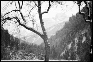 Hirschau: Blick gegen Mittagsfluh, Vordergrund Baum