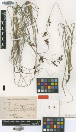 Carex renschiana Boeckeler f. Boeckeler minor[isotype]
