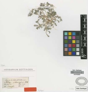 Astragalus ophiocarpus Benth. ex Boiss. [syntype]