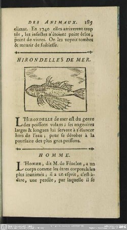Hirondelles De Mer