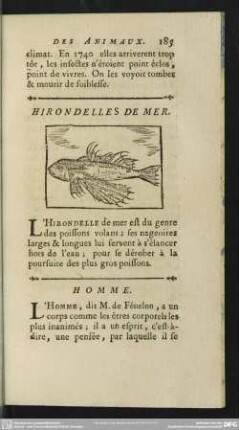 Hirondelles De Mer