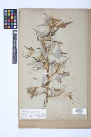 Xanthium spinosum L.