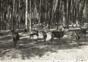 Rotwild im Moritzburger Wildgehege
