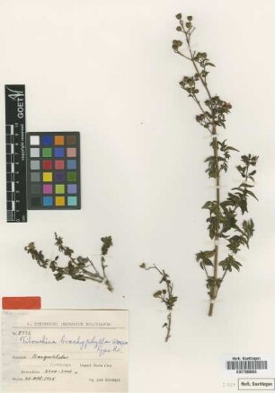 Tibouchina brachyphylla Gleason [isotype]