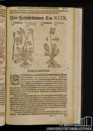 Cap. XCIX. Von Schluesselblumen.