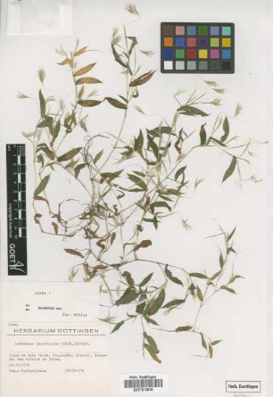 Arthraxon lancifolius (Trin.) Hochst.