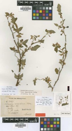 Solanum nossibeense Vatke var. Bitter elongatius[isotype]