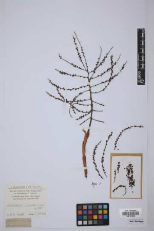 Chamaedorea scandens Liebm.