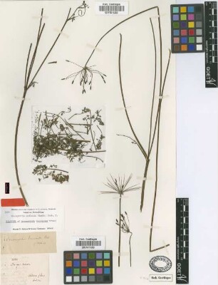 Oreomyrrhis daucoides Urb.