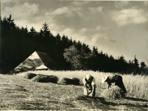 Getreideernte im Schwarzwald