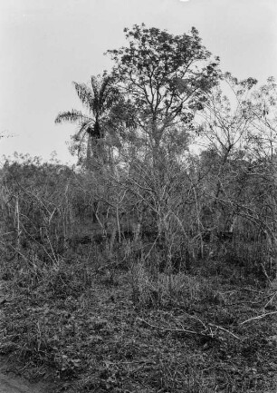Trockenvegetation : Blick auf einige Pflanzen, die typische Vertreter einer Trockenvegetation darstellen.